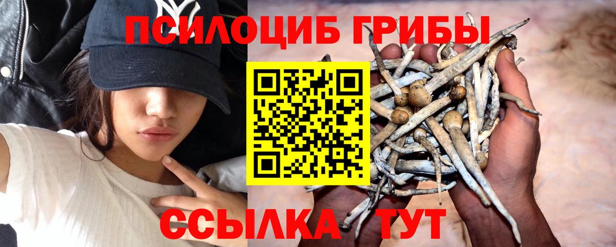 Тында  Галлюциногенные грибы Psilocybine cubensis  Вход с VPN 